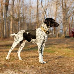 Boykin Spaniels, Dachshunds, and German Shorthaired Pointers from Whiskey River Farm