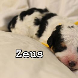 Bernedoodle, Cavapoo, and Poodle Puppies from Liberty Farms Puppies