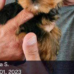 Yorkshire Terrier Puppies from Jaydas Lil Jewels
