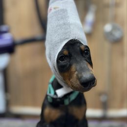 Green Collar Male - Black and rust male Doberman Pinscher puppy in Medina, Tennessee from Valorosa Doberman Kennel