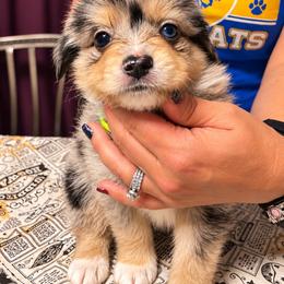 Gilderoy - Blue merle male Australian Shepherd puppy in Evart, Michigan from Torry's Full Draw Aussie’s