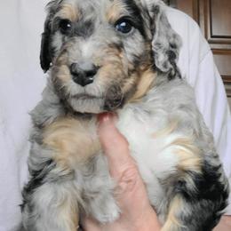 Linus-Gray - Blue merle male Bernedoodle puppy in Dugway, Utah from Luv4Bernedoodles