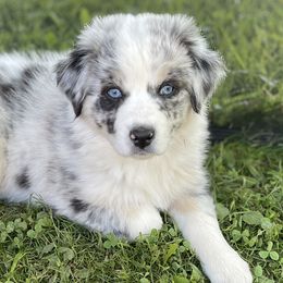 Australian Shepherd Puppies from Bedtime Story Australian Shepherds
