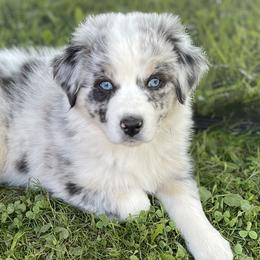 Australian Shepherd Puppies from Bedtime Story Australian Shepherds