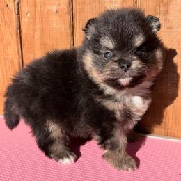 Sully - Black and tan male Pomeranian puppy in Coleman, Oklahoma from Pretty Poms