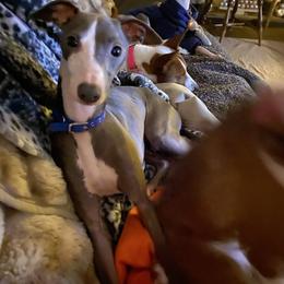 Boy 1-Blue - Blue male Italian Greyhound puppy in Portland, Oregon from Khani's Basenjis and Italian Greyhounds