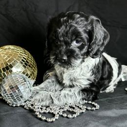 Cupid - Blue roan female Cockapoo puppy in Bronson, Florida from Tabler Family Puppies