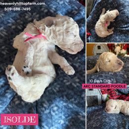 ISOLDE - Pink Collar Girl - Cream female Poodle puppy in Charlo, Montana from Heavenly Hilltop Farm