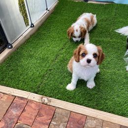Cavalier King Charles Spaniel Puppies from Austin Cavaliers