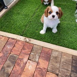 Cavalier King Charles Spaniel Puppies from Austin Cavaliers