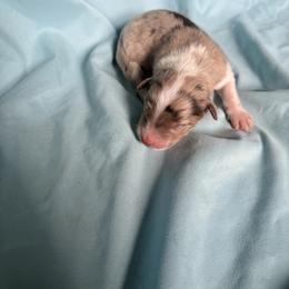 Boy 7 - Red merle male Australian Shepherd puppy in Worcester County, Massachusetts from O’Kejas  Kennel