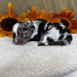 Firefly - Blue merle female Toy Australian Shepherd puppy in Quincy, Michigan from Ivy Meadows and Friends