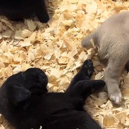 Blue Collar - Black male Cane Corso puppy in Chesapeake, Virginia from 948 Cane Corso
