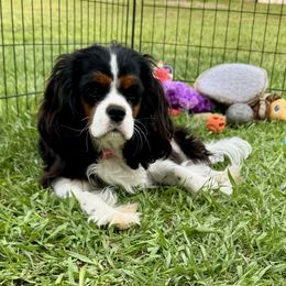 Cavalier King Charles Spaniel Puppies from Reynolds Farms Cavaliers
