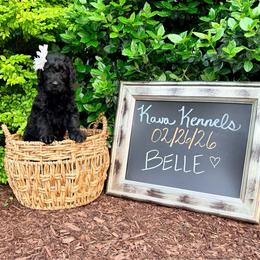 Belle - Black female Assorted Doodle Crosses puppy in Irmo, South Carolina from Kava Kennels