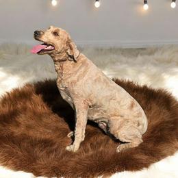 Bess - Goldendoodle
