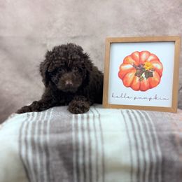 Pumpkin - Brown female Poodle puppy in Walnut Creek, California from JJ West Coast Pups