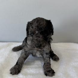 Davie - Blue merle male Bernedoodle puppy in Sandy, Utah from Hudson Foxx Puppies