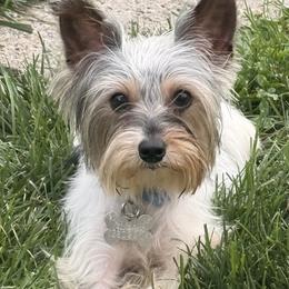 Shaggy - Yorkshire Terrier