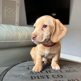 Red - Cream male Dachshund puppy in Huntsville, Alabama from Bryant’s Miniature Dachshunds