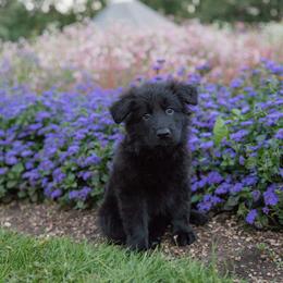 Girl 7 - female German Shepherd puppy in Loveland, Colorado from Coal Creek Shepherds