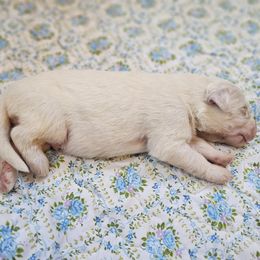 Boy 3 - White male Great Pyrenees puppy in Tombstone, Arizona from WeVolution Off-Grid