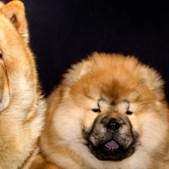 Chow Chow from VIP Chows