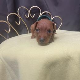 Raphael - Stag red male Miniature Pinscher puppy in Lancaster, Missouri from White Stone Ranch