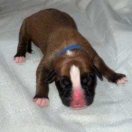 Blue Collar - Fawn male Boxer puppy in Merritt Island, Florida from Nate & Julia’s Boxers