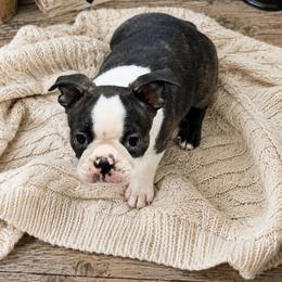 Boy 1 - Brindle and white male Boston Terrier puppy in Shell Knob, Missouri from Stoneridge Kennel