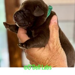 Tramp - Chocolate male Labrador Retriever puppy in Sullivan, Missouri from O’Dell Labs