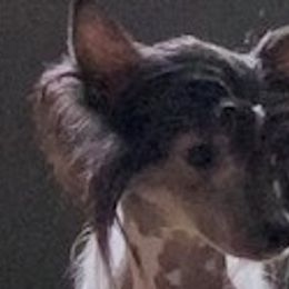 Tootles Maus - Chinese Crested