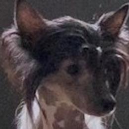 Tootles Maus - Chinese Crested