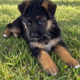 Yellow - Black and red female German Shepherd puppy in Spring Hill, Florida from Iron Crest Shepherds