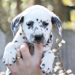 Boy 2 - Dalmatian puppy in Cottage Grove, Oregon from Hidden Hills Dalmatians