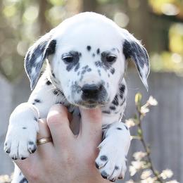 Boy 2 - Dalmatian puppy in Cottage Grove, Oregon from Hidden Hills Dalmatians