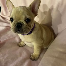 Purple female - Cream female French Bulldog puppy in Nevis, Minnesota from Faithful Acres French Bulldogs