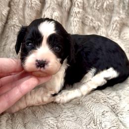 Riley (Purple collar) - Black and white female Cavapoo puppy in Redding, California from Lipscomb Doodles