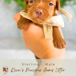 Sterling - Red  male Goldendoodle puppy in Atlanta, Georgia from Teddy Puppies