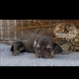 Merci shaded cream male - Cream male Dachshund puppy in Desloge, Missouri from Snows Doxies