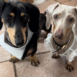 Dachshund All Grown Up from Dachshunters