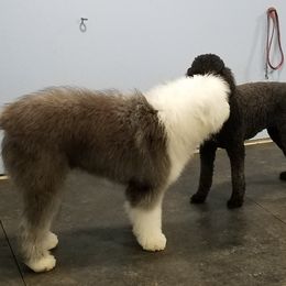 Old English Sheepdog and Sheepadoodle All Grown Up from DALLAS DOODLE RANCH
