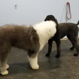Old English Sheepdog and Sheepadoodle All Grown Up from DALLAS DOODLE RANCH