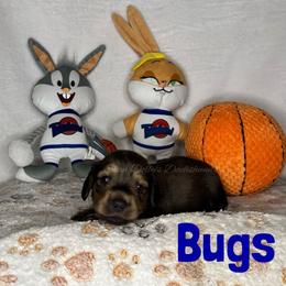 Bugs - Red male Dachshund puppy in Monitor, Washington from Shannon Dolly’s Dachshunds