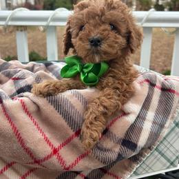 Enzo - Red  male Goldendoodle puppy in Mint Hill, North Carolina from DoodleForever