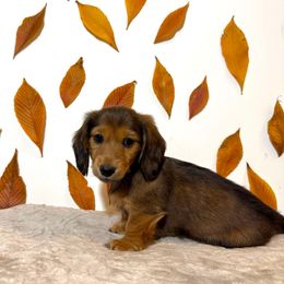 Girl 3 - Chocolate and tan female Dachshund puppy in Bozeman, Montana from The Long Dog Lounge of Montana