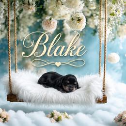 Blake - Black and cream male Dachshund puppy in Mountainburg, Arkansas from Charisma Dachshunds