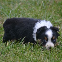 Ivy - Black Tri Female - 3 - Black tri female Miniature Australian Shepherd puppy in Gravette, Arkansas from DiamondR Mini Aussies @ DiamondR Farm & Kennel