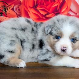 Hope - Blue merle female Australian Shepherd puppy in Fultonville, New York from Sandy Aussies & Pomeranians