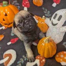 Kit - Fawn male Pug puppy in Winter Haven, Florida from Lisa's Pugalicious Pugs